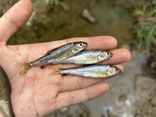 Silver gudgeon (Squalidus argentatus) — Cyprinidae — 4