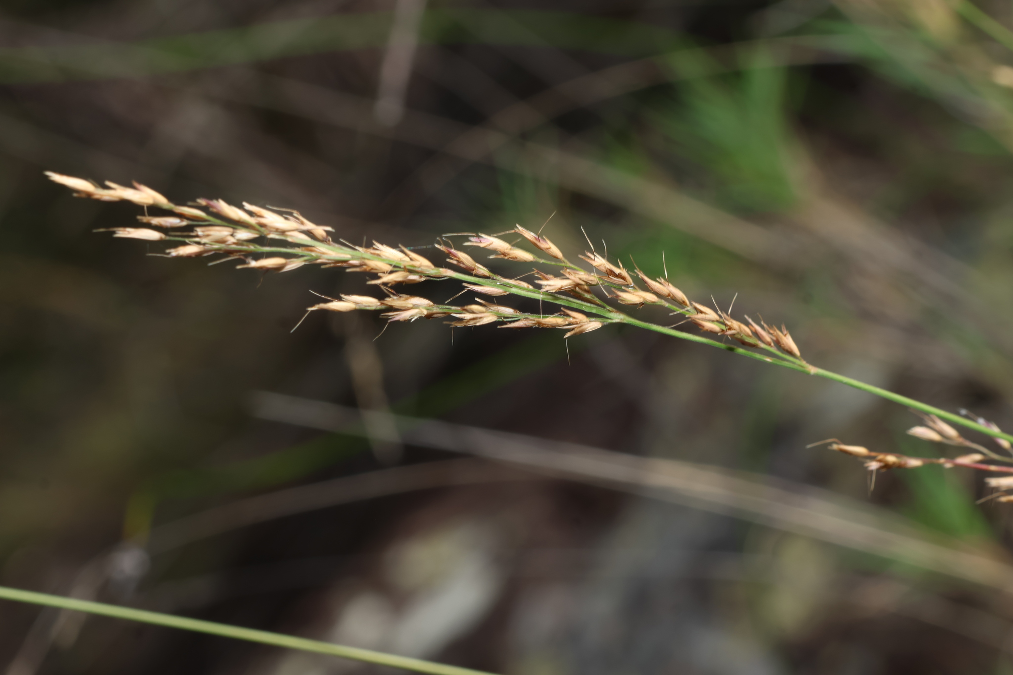 Mt Greville Reed Grass (Arundinella grevillensis)