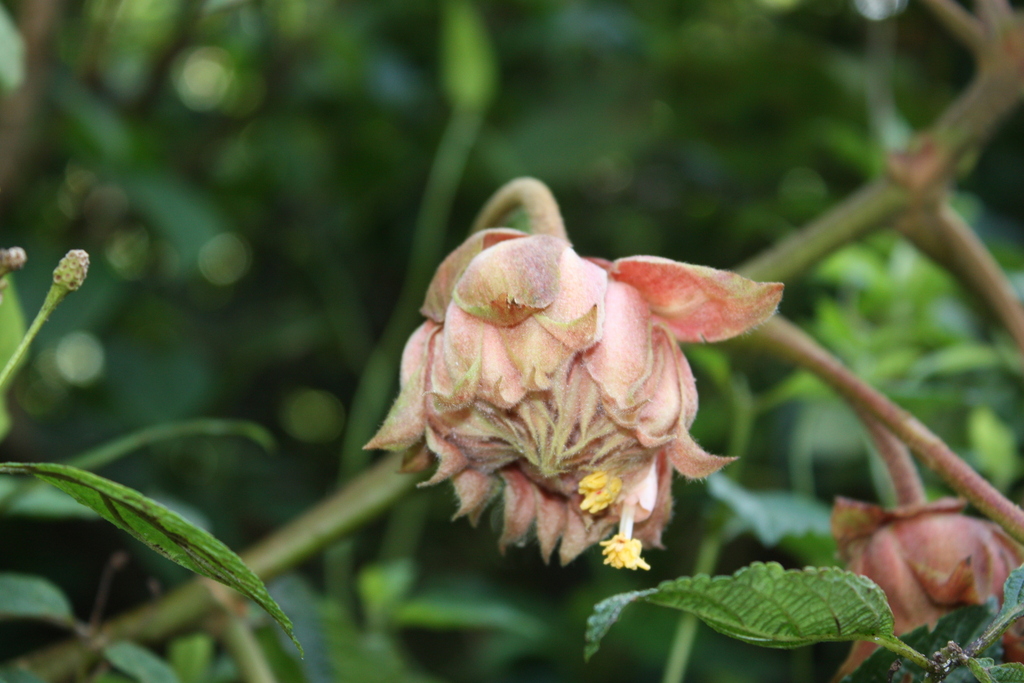 Dombeya baronii