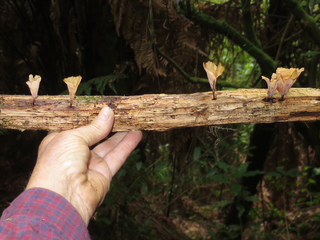 Podoscypha petalodes · February 2026 · photo: © alice_shanks (iNaturalist, cc-by)