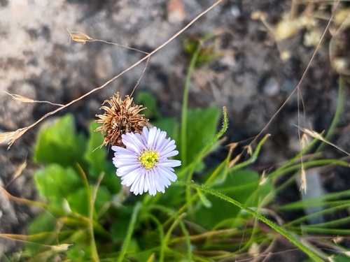 Blue Bottle-daisy (Lagenophora stipitata)