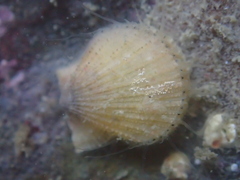 Crassadoma