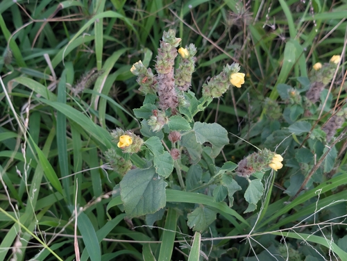 Malvastrum americanum, 2026-02-25