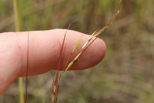 Hyparrhenia filipendula observed 2026-02-26