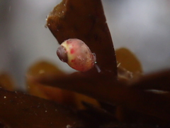 Eulithidium