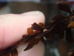 Eulithidium
