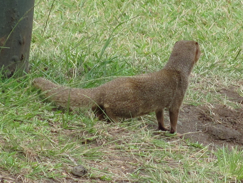 Small Indian Mongoose