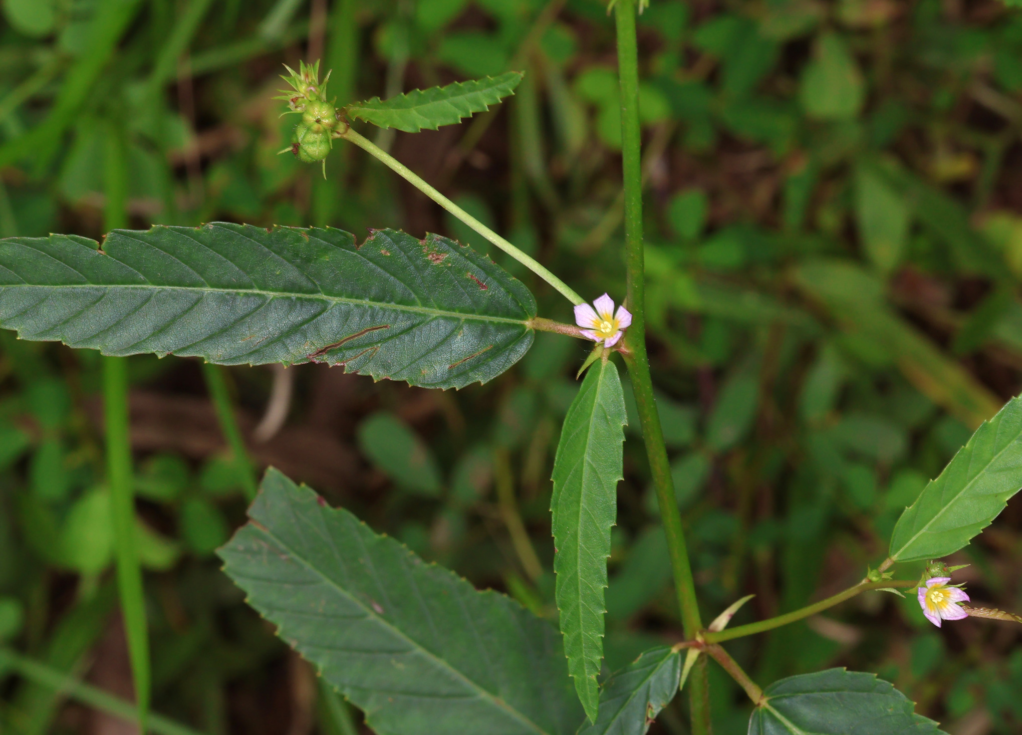 Chocolate Weed (Melochia corchorifolia)