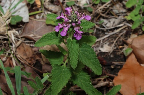Native Germander (Teucrium argutum)