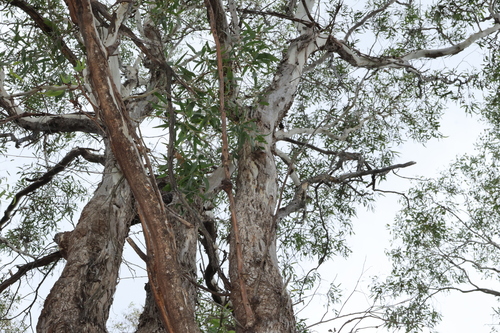 Yellow Box (Eucalyptus melliodora)