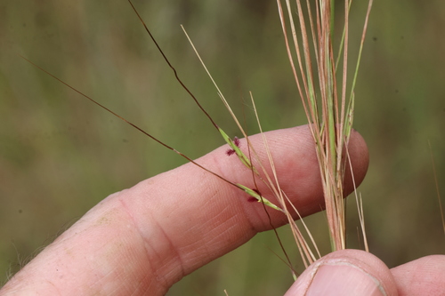 Hyparrhenia filipendula observed 2026-02-26