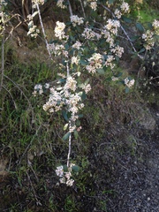 Ceanothus cuneatus cuneatus