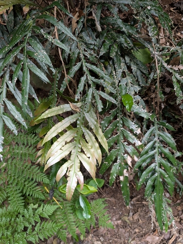 Strap Water-fern (Blechnum patersonii)