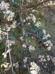 Ceanothus cuneatus cuneatus