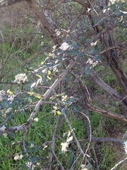 Ceanothus cuneatus cuneatus