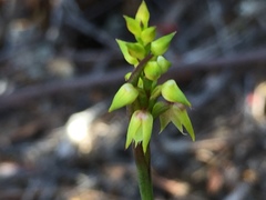 Genoplesium pumilum