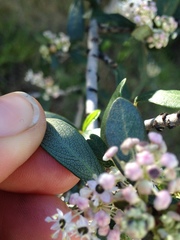 Ceanothus cuneatus cuneatus