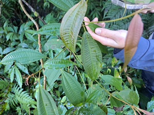 Cochin-China Blastus (Blastus cochinchinensis)