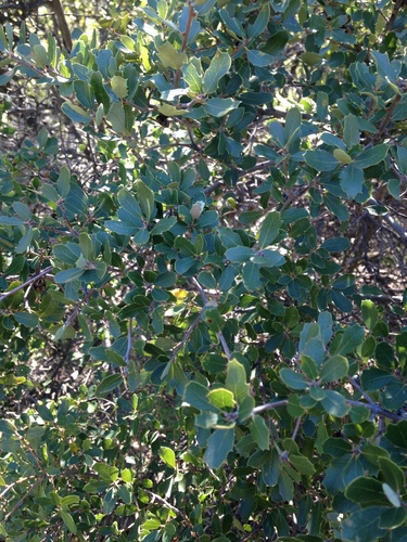 iNaturalist observation photo of California scrub oak