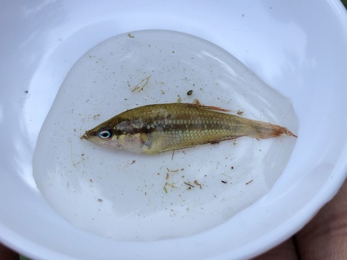 Threestripe croaking gourami (Trichopsis schalleri) — Osphronemidae — 5