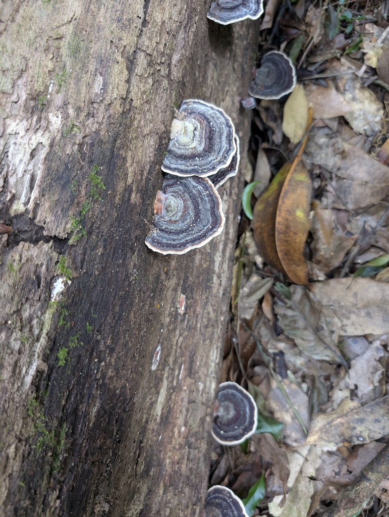 Microporus affinis · February 2026 · photo: © uncivilisation (iNaturalist, cc-by)