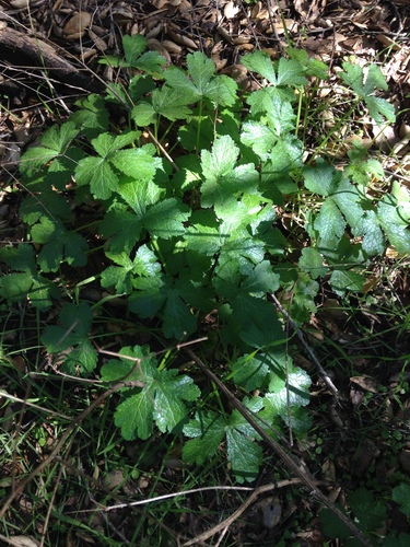 iNaturalist observation photo of Pacific Sanicle