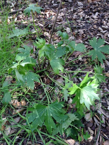 iNaturalist observation photo of Anemones, buttercups, larkspurs and allies