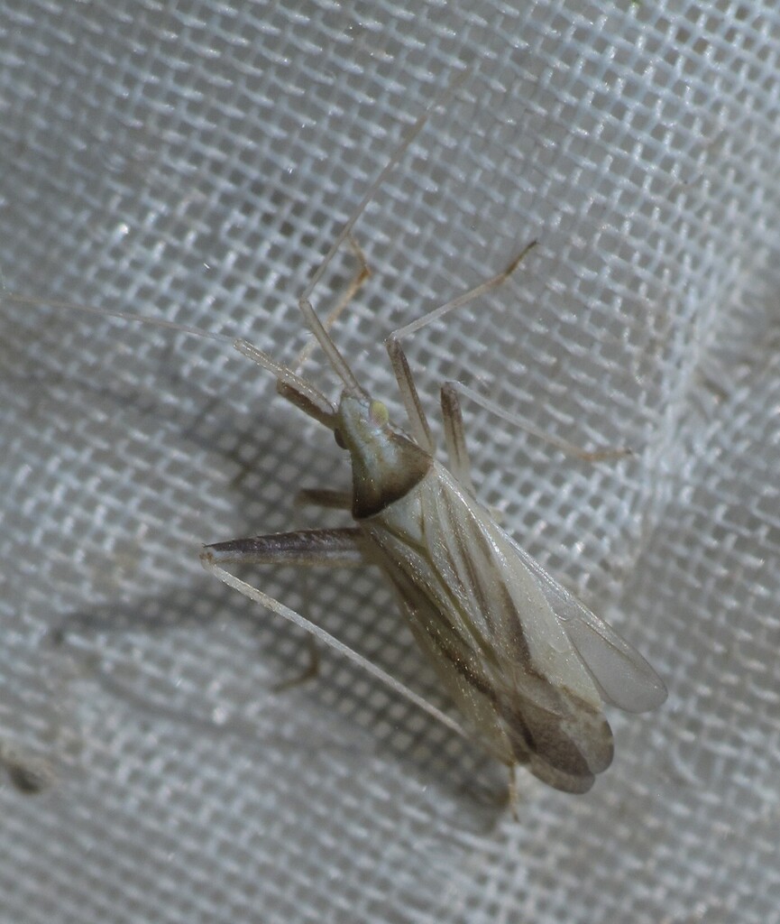 Miridius pallidus