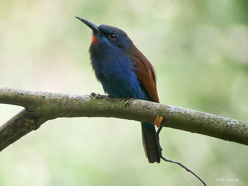 Blue-moustached Bee-eater photo