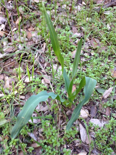 iNaturalist observation photo of amole