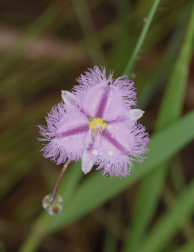 Chinese Fringe Lily (Thysanotus chinensis)
