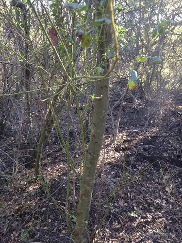 iNaturalist observation photo of greenbark ceanothus