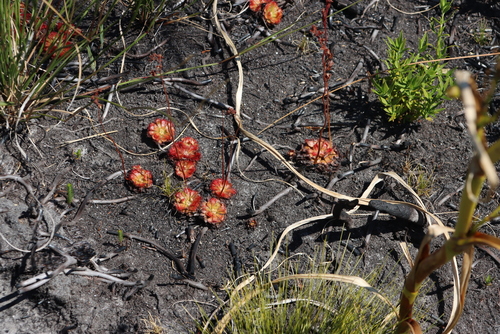 Alice Sundew (Drosera aliciae)