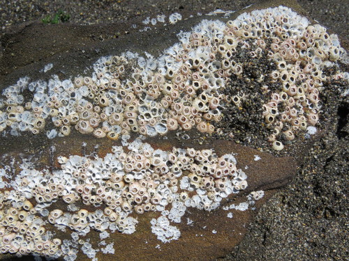 Balanus laevis