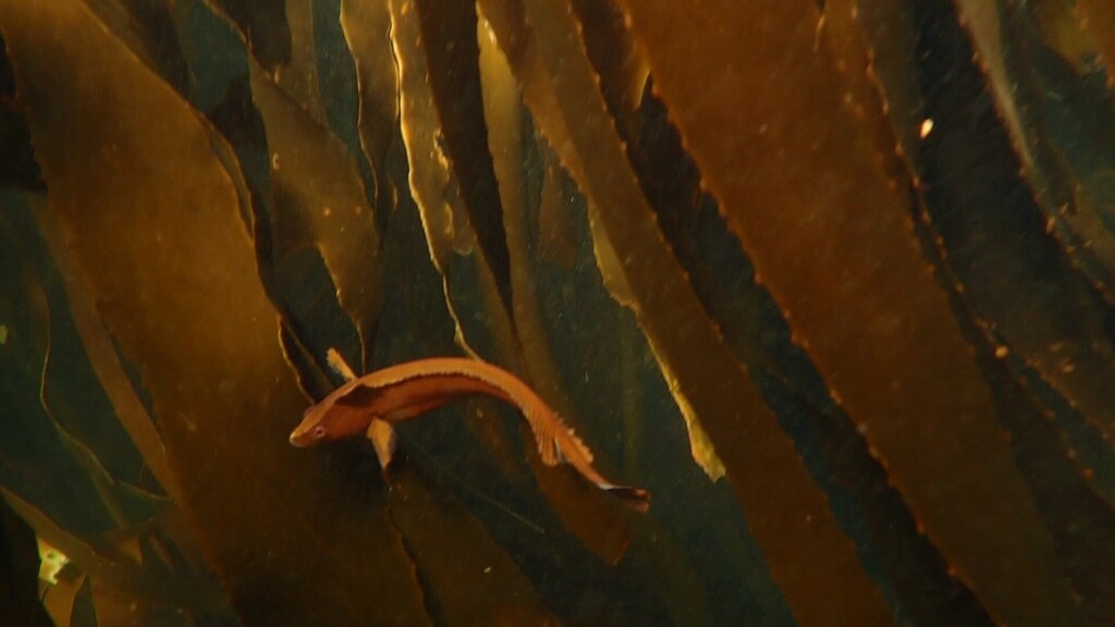 Slinky Klipfish