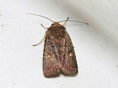 Proteuxoa microspila