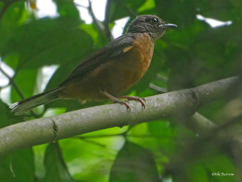 Finsch's Rufous Thrush