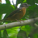 Finsch's Flycatcher-Thrush - Photo (c) Nik Borrow, some rights reserved (CC BY-NC)