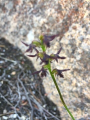 Genoplesium morrisii