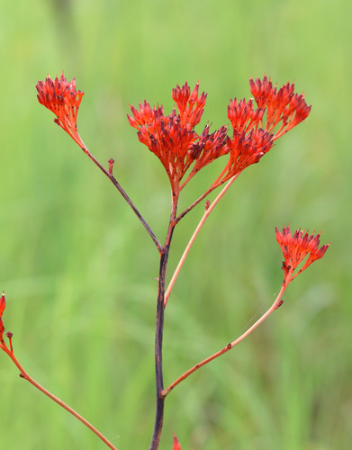 scarlet bloodroot (Haemodorum coccineum)