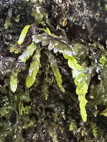 Strap fern (Notogrammitis angustifolia)