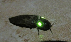 Pyrophorus noctilucus