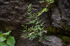 Pellaea atropurpurea