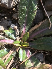 Pilosella aurantiaca