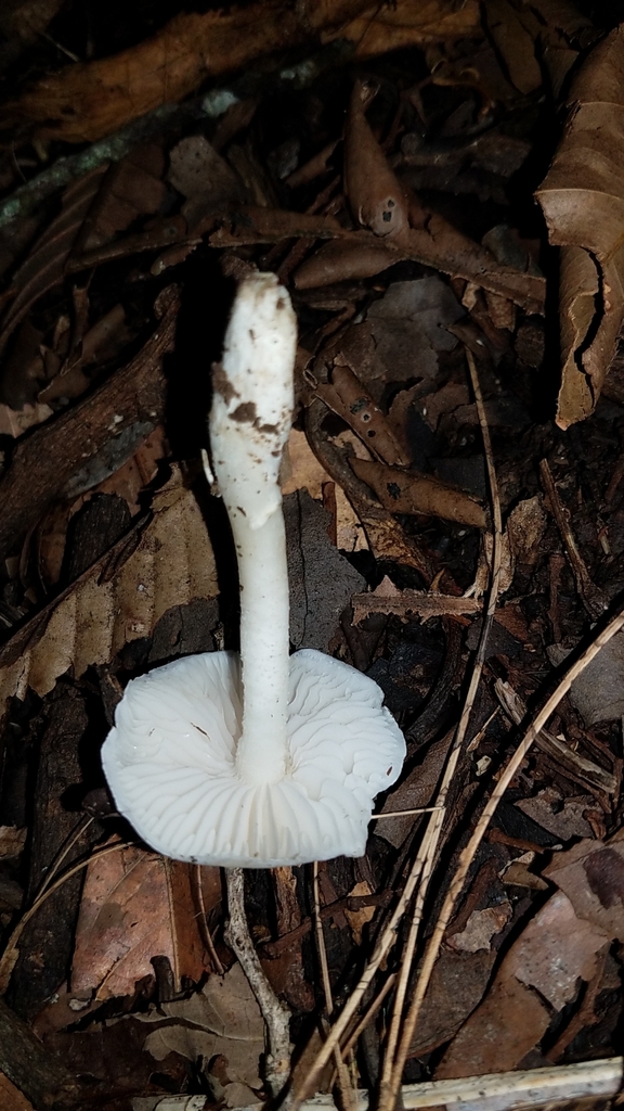 Albomagister subaustralis · February 2020 · photo: © alan_rockefeller (iNaturalist, cc-by-sa)