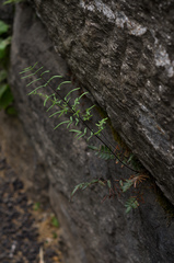 Pellaea atropurpurea