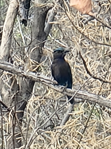 Indochinese Roller