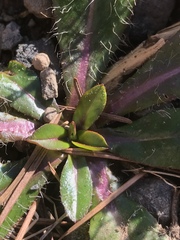Pilosella aurantiaca
