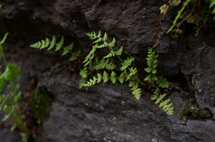 Woodsia obtusa