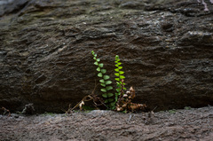 Asplenium platyneuron